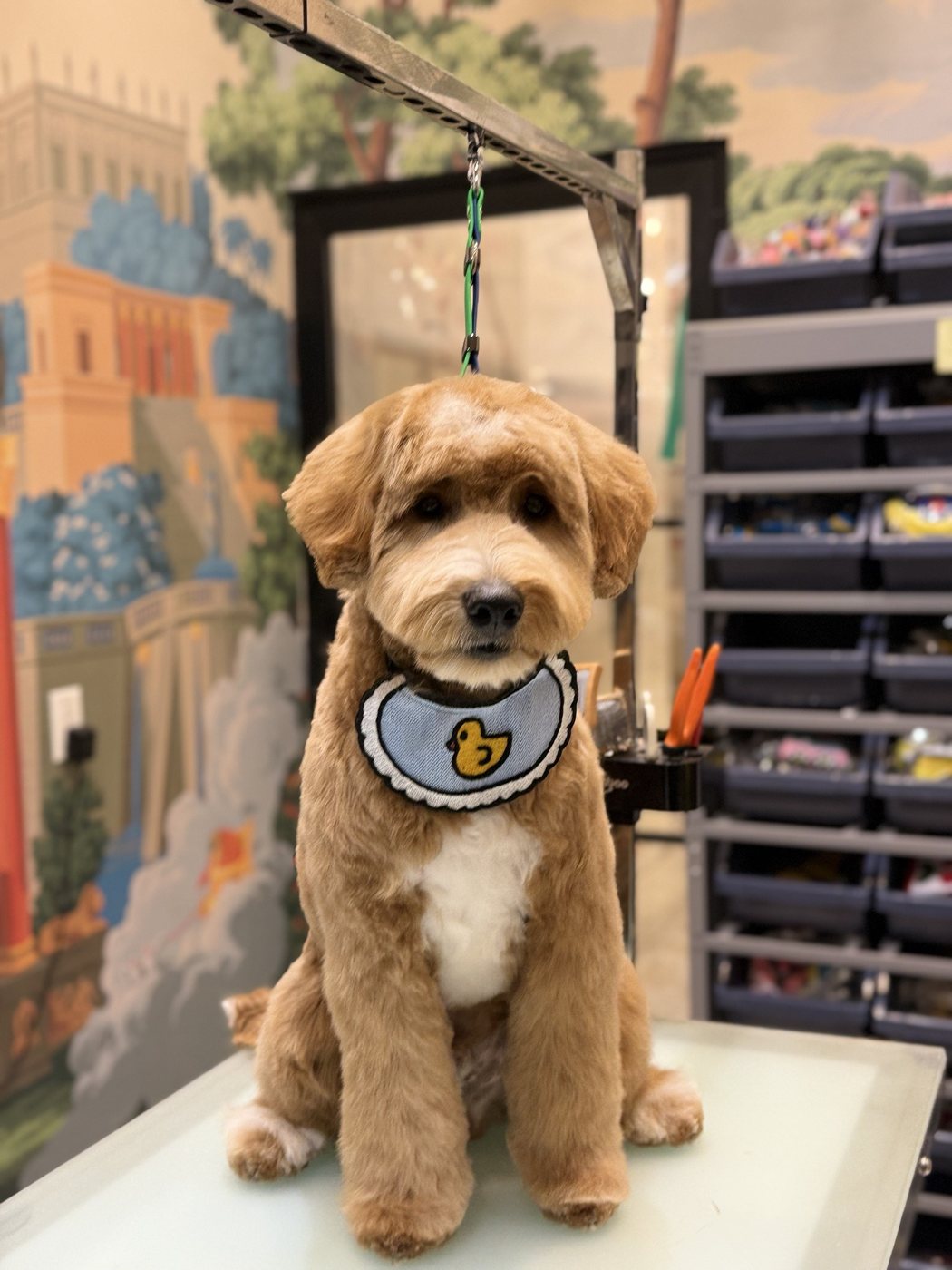 A doodle with a fresh teddy cut and duck bib on the grooming table at Uptown Paw in Huntington Beach