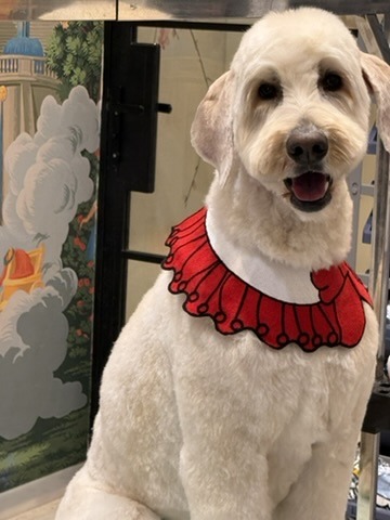 A cream doodle with a fresh groom and red ruffle collar