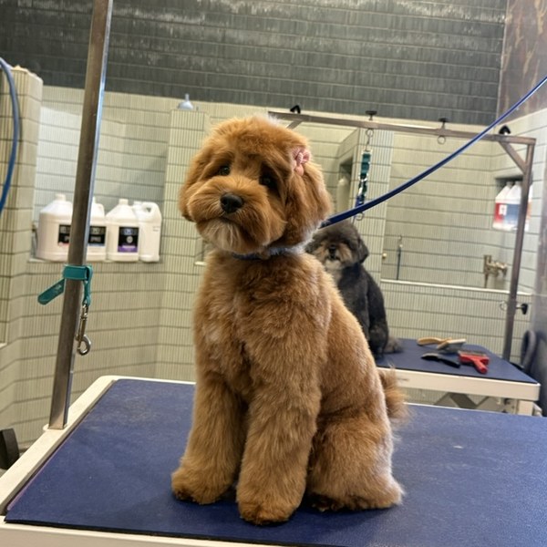 A red poodle mix with a full, fluff-dried finish and bow