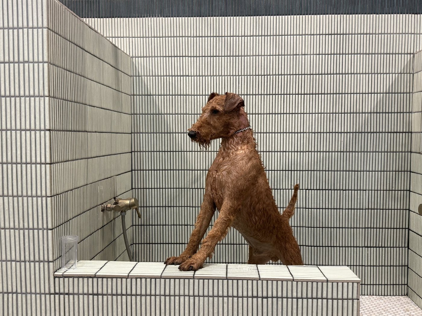 An Irish terrier in a tiled bathing tub, a wire coat suited to hand stripping