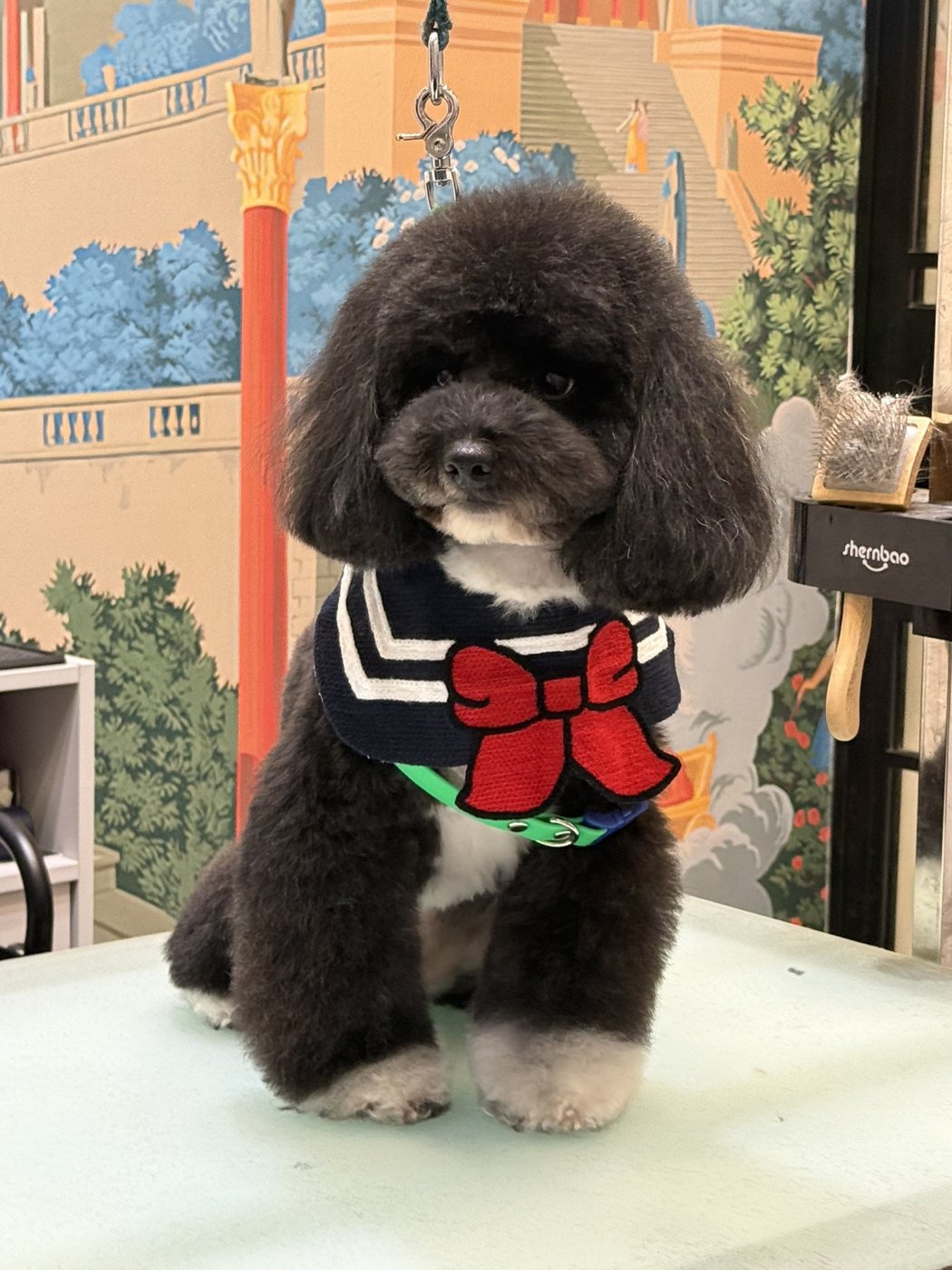 A black poodle with a rounded, hand-scissored teddy cut and sailor collar