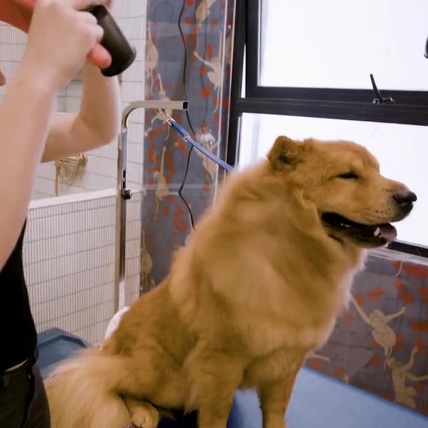 A fluffy dog being hand blow-dried by a groomer, never cage-dried