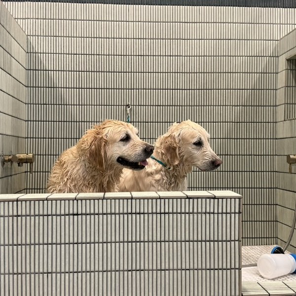Two golden retrievers in a custom tiled tub during their spa bath