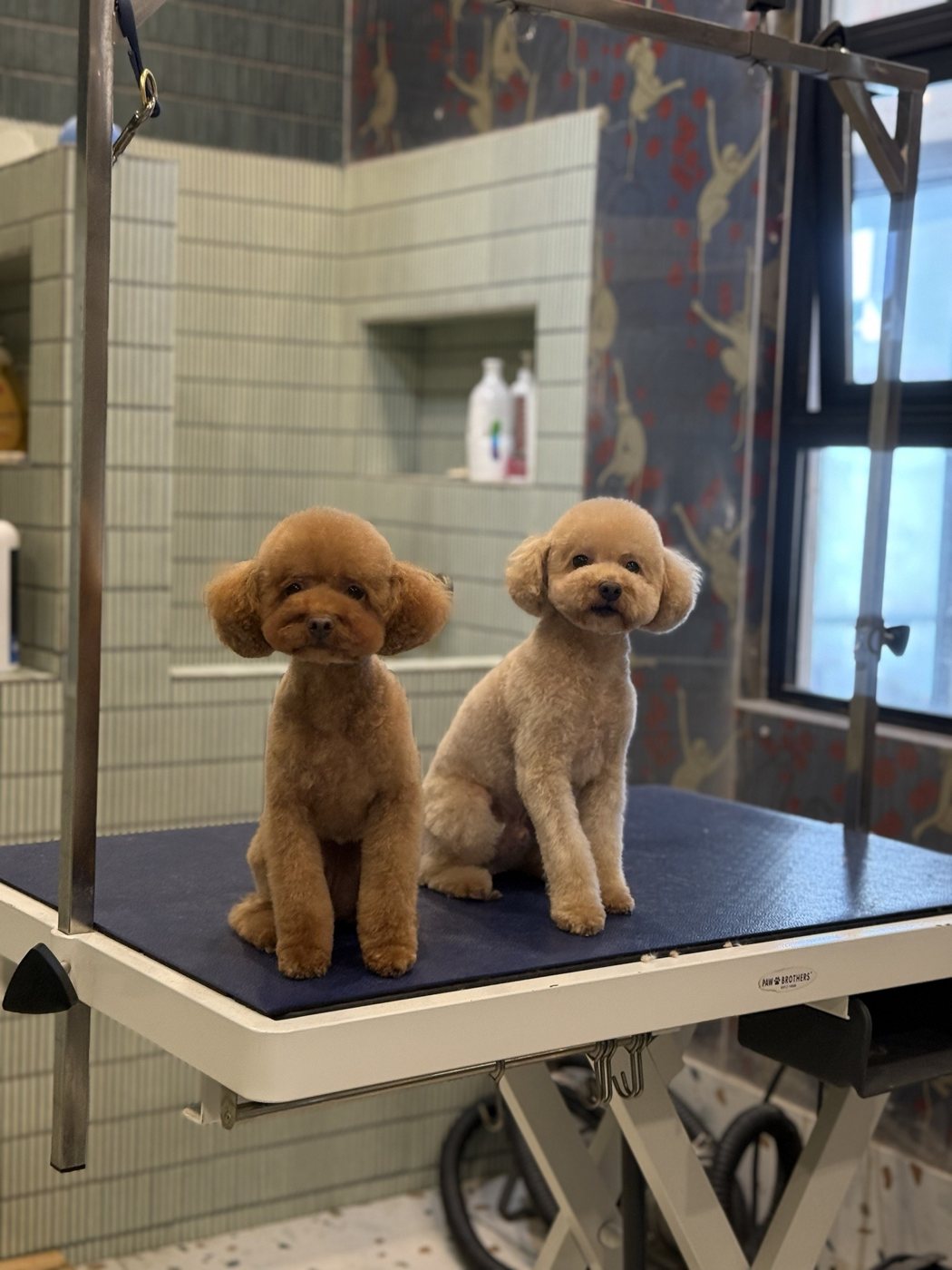 Two toy poodles with matching teddy cuts after grooming in Huntington Beach
